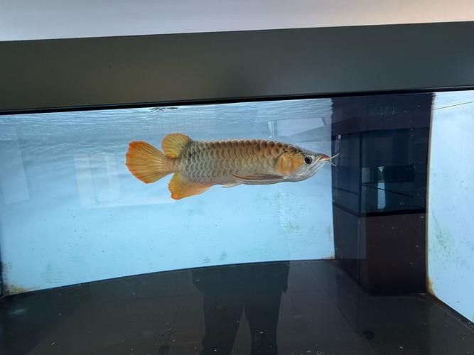 寧波龍魚市場有哪些品種？