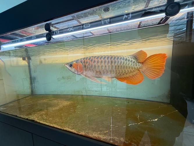 寧波龍魚市場有哪些品種？