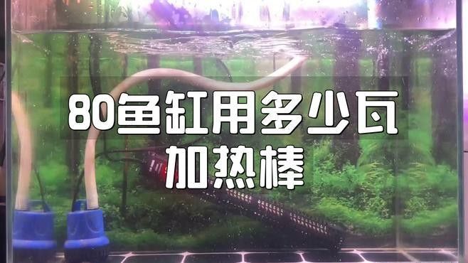 80cm缸養龍魚需要多大的加熱器（80cm缸養龍魚用多大加熱棒合適？）