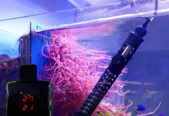 80cm缸養龍魚需要多大的加熱器（80cm缸養龍魚用多大加熱棒合適？）