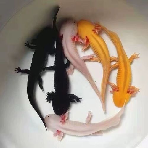 六枝龍魚