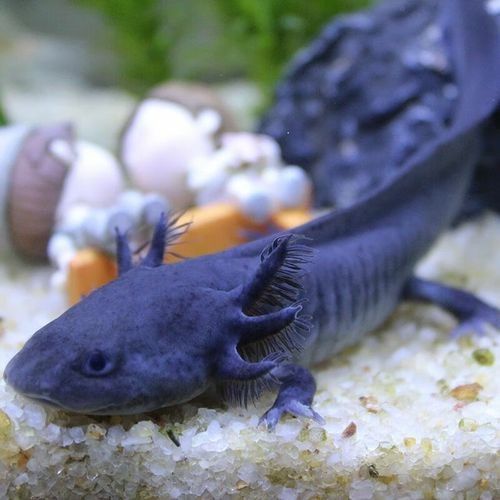 六枝龍魚