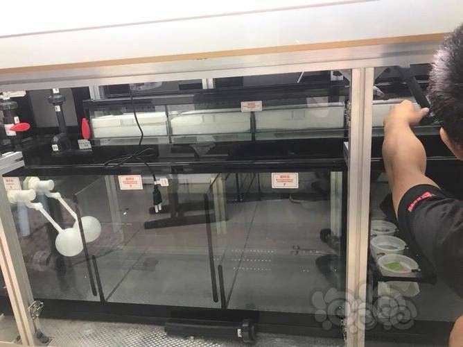 雷龍魚和紅龍魚混養需要哪些設備（【龍魚】紅龍魚隨筆新手篇(一)）