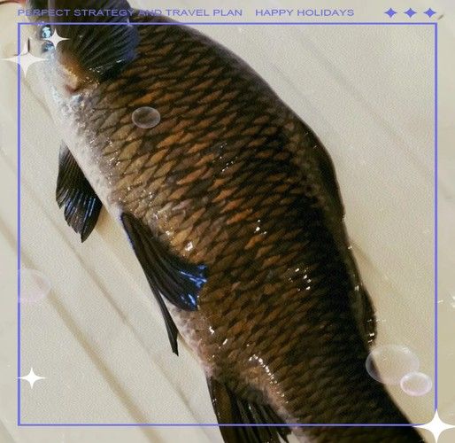 <strong><mark>嘉陵</mark></strong>江魚類圖片（<strong><mark>嘉陵</mark></strong>江十大名魚囍囍<strong><mark>嘉陵</mark></strong>江魚類一覽表）