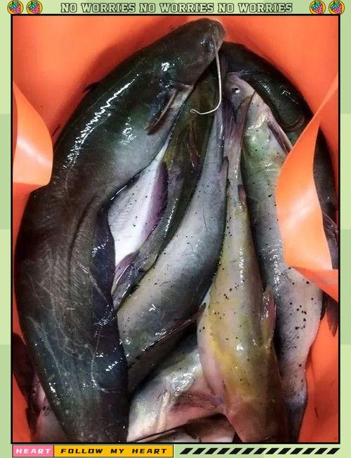嘉陵江魚類圖片（嘉陵江十大名魚囍囍嘉陵江魚類一覽表）