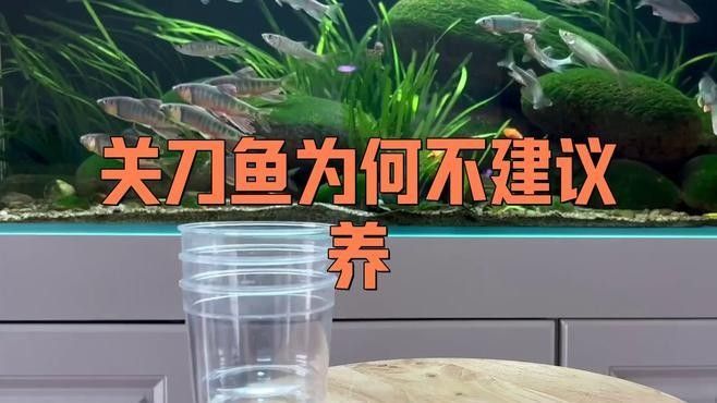 朱巴利關(guān)刀魚好養(yǎng)嗎（朱巴利關(guān)刀魚為什么容易死寵小潤朱巴利關(guān)刀魚的壽命有多長） 朱巴利關(guān)刀魚好養(yǎng)嗎（朱巴利關(guān)刀魚為什么容易死寵小潤朱巴利關(guān)刀魚的壽命有多長） 觀賞魚百科 第1張