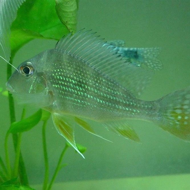 朱巴利關(guān)刀魚好養(yǎng)嗎（朱巴利關(guān)刀魚為什么容易死寵小潤朱巴利關(guān)刀魚的壽命有多長） 朱巴利關(guān)刀魚好養(yǎng)嗎（朱巴利關(guān)刀魚為什么容易死寵小潤朱巴利關(guān)刀魚的壽命有多長） 觀賞魚百科 第4張