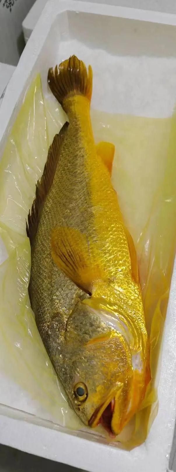 黃龍魚的價格是多少？（黃金龍魚價格、批發報價、價格大全）