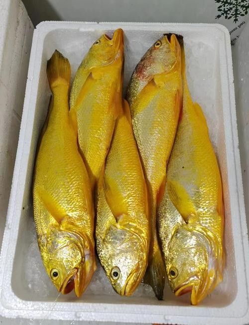 黃龍魚的價格是多少？（黃金龍魚價格、批發報價、價格大全）