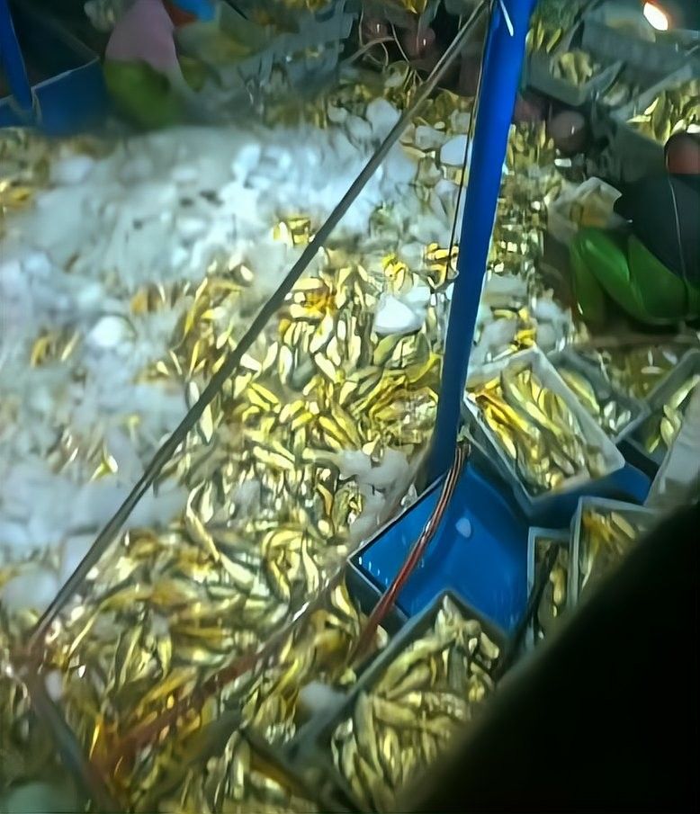 黃龍魚的價格是多少？（黃金龍魚價格、批發報價、價格大全）