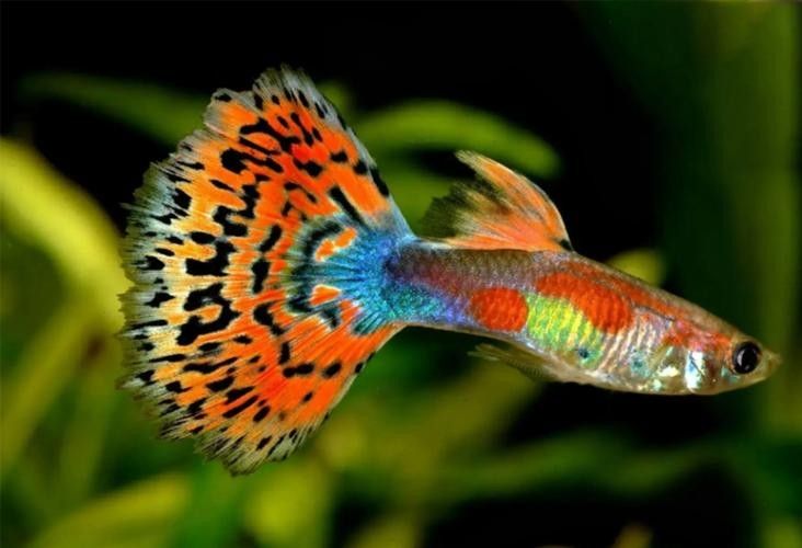 龍魚吃海蝦的頻率如何調(diào)整，，如何判斷龍魚吃海蝦的頻率如何調(diào)整