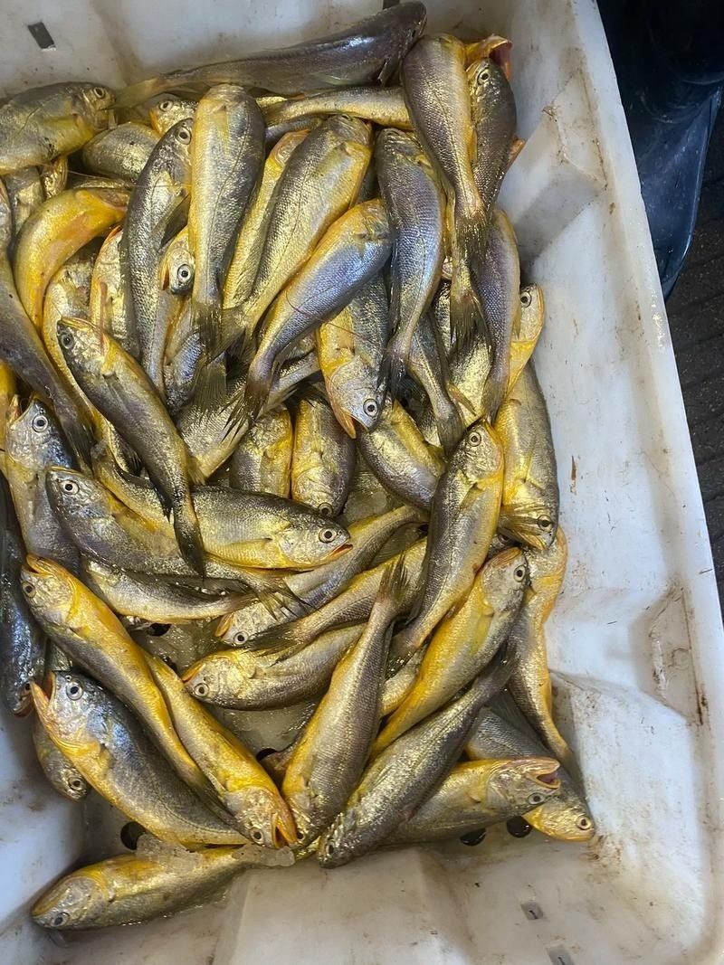 金龍魚和小黃魚有什么區別 金龍魚和小黃魚有什么區別 觀賞魚百科 第6張