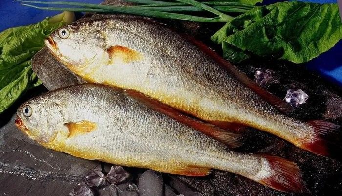 金龍魚和小黃魚有什么區別 金龍魚和小黃魚有什么區別 觀賞魚百科 第9張