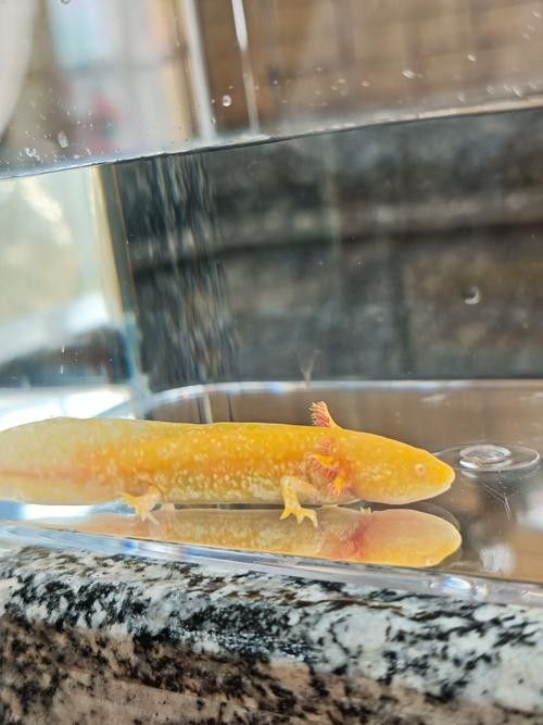 哪些材質的魚缸蓋適合六角龍？