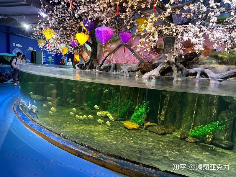 哪些材質的魚缸蓋適合六角龍？