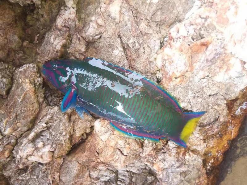 旦島龍花面綠龍龍船魚（關于旦島龍花面綠龍龍船魚的介紹）