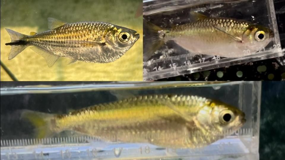 旦島龍花面綠龍龍船魚（關于旦島龍花面綠龍龍船魚的介紹）