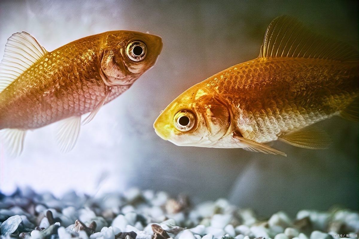 如何區分七彩雷龍魚的年齡（七彩雷龍魚的年齡并非易事，怎樣判斷魚的年齡并非易事） 如何區分七彩雷龍魚的年齡（七彩雷龍魚的年齡并非易事，怎樣判斷魚的年齡并非易事） 龍魚百科 第4張