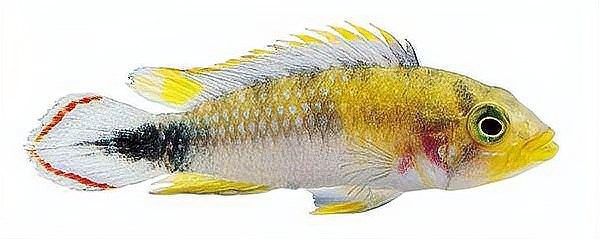 如何區分七彩雷龍魚的年齡（七彩雷龍魚的年齡并非易事，怎樣判斷魚的年齡并非易事） 如何區分七彩雷龍魚的年齡（七彩雷龍魚的年齡并非易事，怎樣判斷魚的年齡并非易事） 龍魚百科 第5張