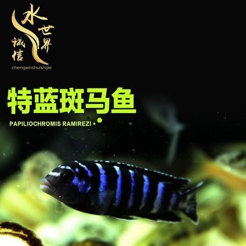 蘭陵金龍魚屬于什么檔次（“蘭陵金龍魚”和“金龍魚”兩個(gè)關(guān)鍵詞組合出現(xiàn)的商品名稱）