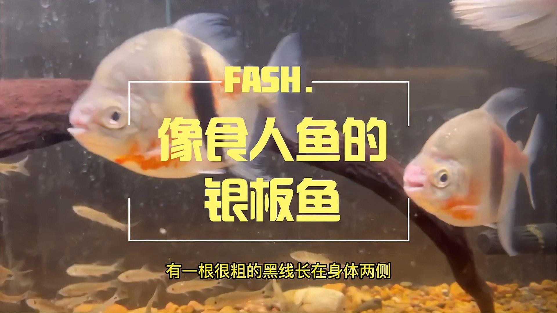 銀板魚有哪些品種 銀板魚有哪些品種 龍魚百科 第1張