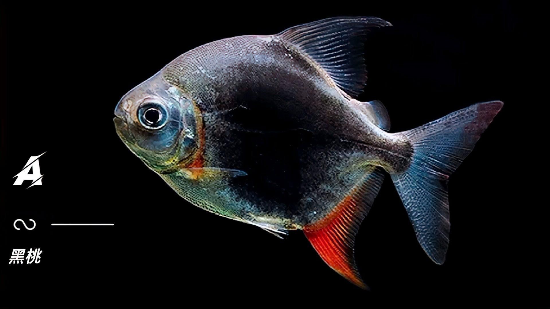 銀板魚有哪些品種 銀板魚有哪些品種 龍魚百科 第2張