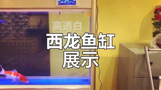 西龍魚缸有哪些型號？（西龍魚缸哪個型號性價比最高西龍魚缸哪個型號性價比最高） 西龍魚缸有哪些型號？（西龍魚缸哪個型號性價比最高西龍魚缸哪個型號性價比最高） 龍魚百科 第7張