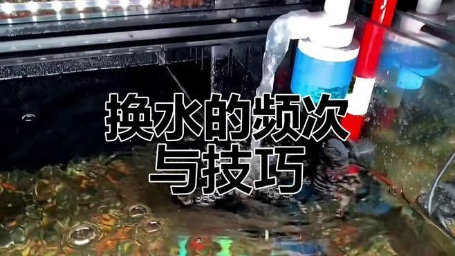 紅龍魚和七彩魚混養需要多大的魚缸 紅龍魚和七彩魚混養需要多大的魚缸 龍魚百科 第2張