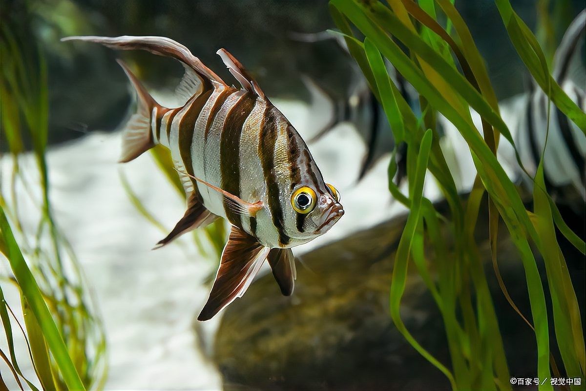 紅龍魚和七彩魚混養需要多大的魚缸 紅龍魚和七彩魚混養需要多大的魚缸 龍魚百科 第7張