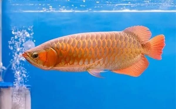 龍魚魚鰭分叉能完全恢復嗎 龍魚魚鰭分叉能完全恢復嗎 龍魚百科 第2張