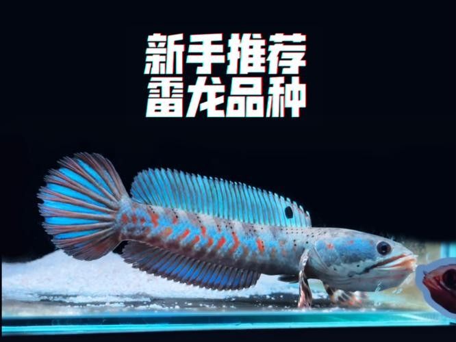 幻紅雷龍魚可以混養哪些魚？