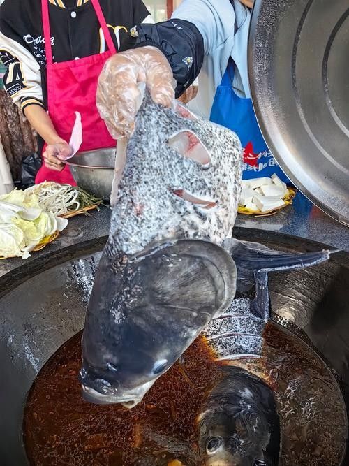 肥坨魚圖片 肥坨魚圖片 觀賞魚百科 第6張