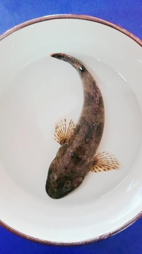 肥坨魚圖片 肥坨魚圖片 觀賞魚百科 第2張