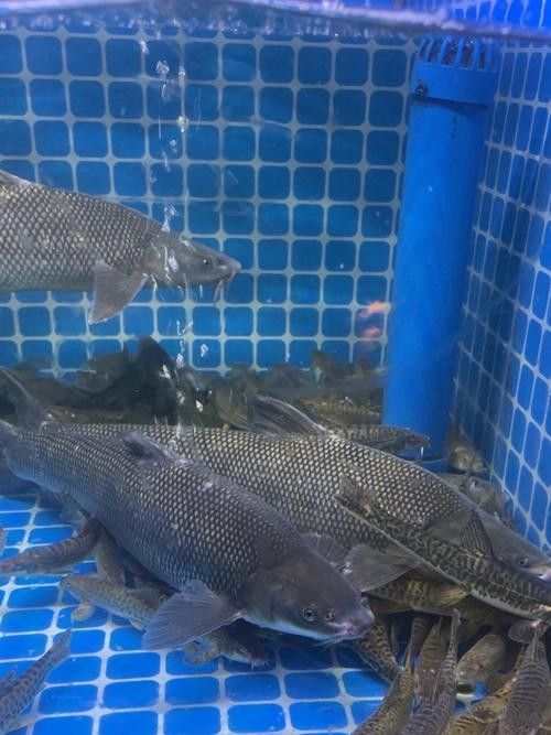 肥坨魚圖片 肥坨魚圖片 觀賞魚百科 第7張