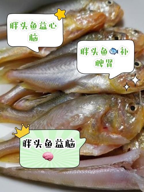 肥坨魚圖片 肥坨魚圖片 觀賞魚百科 第11張