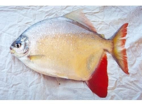 麥肯斯銀版魚