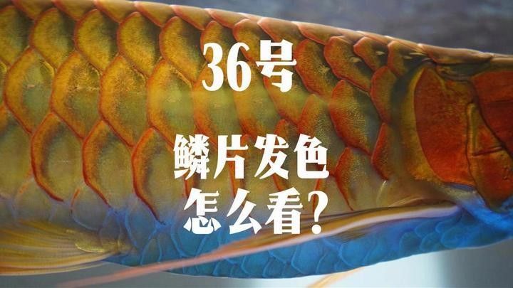 巴東紅龍魚