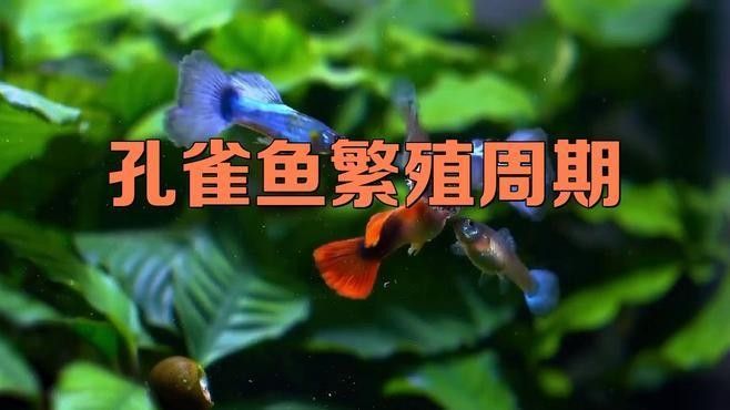 孔雀魚繁殖需要多長時間？（孔雀魚的繁殖周期）