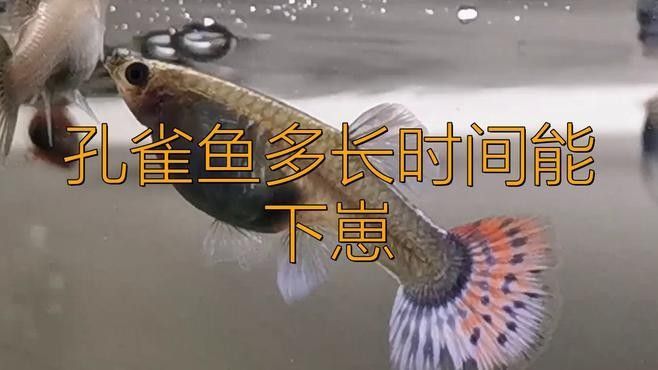 招財貓混養有哪些禁忌搭配，招財貓混養需要多大空間