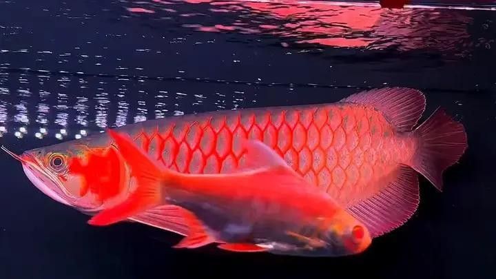 汾西哪個水族館龍魚好？祥龍魚場龍魚