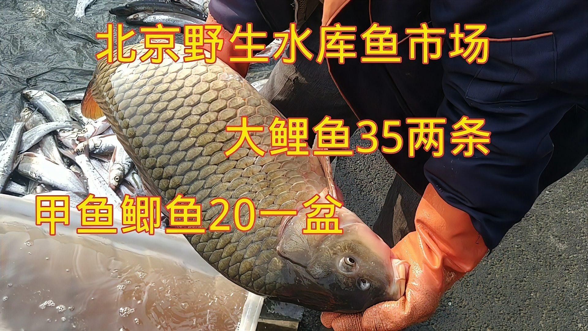 個人轉讓金龍魚需要哪些手續（個人轉讓金龍魚需要什么手續）