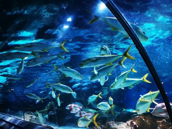 東營哪個水族館龍魚好？祥龍魚場龍魚