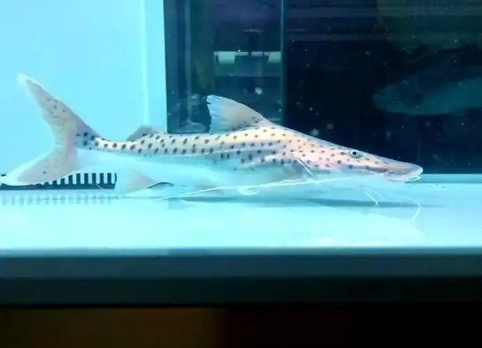 撒旦鴨嘴魚