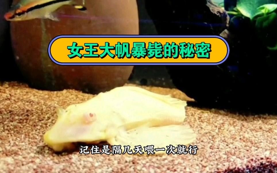 女王大帆魚為什么死了 女王大帆魚為什么死了 觀賞魚百科 第1張