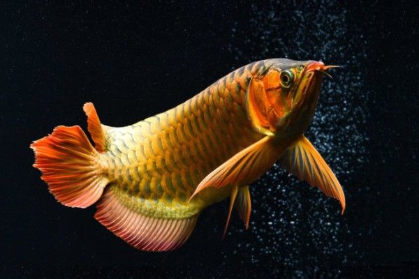 龍魚和神仙魚混養需要多久適應？