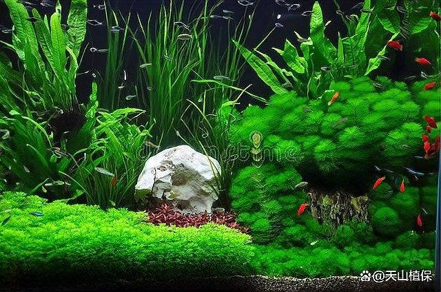 龍魚和神仙魚混養需要多久適應？