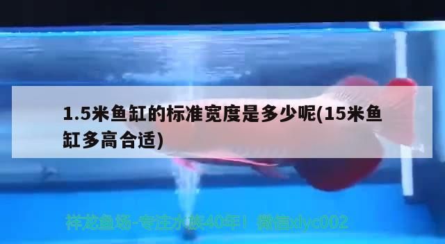 1.5米魚缸的標準寬度是多少呢(15米魚缸多高合適) 1.5米魚缸的標準寬度是多少呢(15米魚缸多高合適) 觀賞魚百科