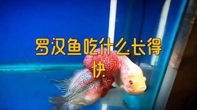 羅漢魚多久喂一次？ 羅漢魚多久喂一次？ 龍魚百科 第3張