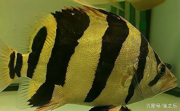 印尼四紋虎常見疾病 印尼四紋虎常見疾病 觀賞魚百科 第1張