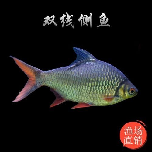 泰國雪鯽魚品牌